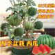 Super sweet Kirin honey pot small watermelon seeds seedless small watermelon four seasons planting balcony courtyard potted fruit seeds potted honey small watermelon seeds 3 packs