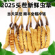 2025 Fresh Cordyceps Head Period Authentic Fresh Cordyceps Selection of Fresh Grass Big Grass SF Express Cold Chain Production Directly Haired. Tibet Nagqu Fresh Cordyceps 0.8 grams each pack of 20 pieces