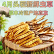 Cordyceps frais Sinensis Verrouillage sous vide Emballage frais Sf Express Chaîne froide Origine directe des cheveux directs Big Gras