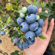 Strawberry seeds, blueberry seeds, blueberry saplings, raspberry seeds, seedlings, potted blue plum trees, fruit trees, all varieties of blueberries mixed 100 capsules