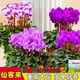 Large flower Cyclamen seeds Cyclamen potted seeds New Year's Eve plants flowers balcony can be potted to bloom in all seasons Cyclamen seeds national red BVD263 new seeds 1 pack of about 105 seeds Song Song