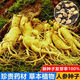 Changbai Mountain ginseng seeds are planted all year round in potted Northeastern American ginseng seeds, herbal medicinal seeds, 50 new seeds + fertilizer (100% germination rate)
