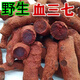 北京同仁堂血三七 云南野生血三七泡酒中药材药酒磨粉 云南野生血三七500克+金丝皇菊一