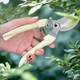 Orange Central gardening shears, powerful stainless steel labor-saving pruning pruning fruit tree thick branches special scissors