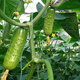 Mini fruit cucumber seeds, heat-resistant and high-yield, spring and summer small cucumber seeds, four-season balcony potted vegetable seeds, 10 thornless fruit cucumber seedlings