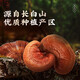 Breaking wall Ganoderma lucidum spore powder 22g*6 box Ganoderma lucidum powder enhances immunity and restores to elders after surgery