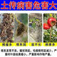 Soil bacteria clear agricultural genuine soil-borne diseases special rapid disinfection, sterilization and anti-repeat microbial fertilizer 3 bags to clear pathogenic bacteria and promote growth