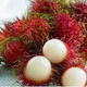 Rambutan seeds for all-season sowing, balcony potted plants and small yard planting, simple fruit and vegetable seeds collection. Rambutan seeds, original, selected high-quality seeds, one pack, about 10 seeds.