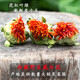 Peking Tongrentang Pang Donglai Tongluo Tibet Wild Safran Ganz spezielle chinesische medizinische Materialien 500 g Gras Safran Frucht in Wasser eingeweicht