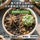 Deli nutrient soil 3L universal organic vegetable soil and flower soil gardening green plant flowers potted potting matrix soil