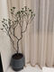 海岛春花石斑木海岛栀子花海岛石枫 海岛春花1098高约1.5米 不含盆