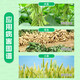 Guoguang Aifeng 10% Paclobutrazol Methionium succulent flower control and growth regulator 40g