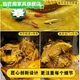 Zhijiangge Tee Tisch Baumwurzelschnitzte Tee Tisch Golden Seiden Nanmu Tea Tisch Möbel Tee Meer Massivholz Kung Fu Block Tee Kunst Tabelle 44 MH6626