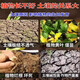 Soil loosening essence soil loosening activator black water fertilizer universal type to prevent hardening and fluffing activation treasure loose soil artifact 1000 grams in one bag, can be used for 2 acres of land