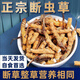 Cordyceps sinensis gebrochenes Gras Cordyceps hohe Höhe Cordyceps sinensis authentisch Cordycep