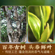 Banzhang memorable Laobanzhang Iceland Pu'er tea ripe tea for more than ten years Ancient tree tea Old tea Yunnan Qizi Cake Tea Gift Box 2499g [Town store tips] Ten years Chen Laobanzhang