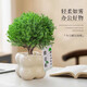 Green pine, green plant, mist pine, indoor small potted rime, office desktop, relax, plant ornaments for all seasons, mist pine + tiramisu pot + relax card, free tray + paving stone