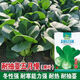 Shanghai green seeds for four seasons, small green vegetables, chicken feathers, fast vegetables, small cabbage, rape, heat, moisture and cold resistance, field use, original authentic May slow seeds, about 3600 capsules, 3 packs