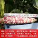National Approval Super Sweet Colorful Waxy Corn Seeds Flowery Waxy Corn Seeds Colorful Cloud Sweet Waxy Corn Farmers High Yield National Approval Colorful Waxy Corn Seeds 2 Packs About 100 Grains