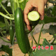 Mini fruit cucumber seeds, heat-resistant and high-yield, spring and summer small cucumber seeds, four-season balcony potted vegetable seeds, 10 thornless fruit cucumber seedlings