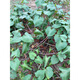 Freshly dug golden buckwheat, Chinese medicinal material, wild buckwheat seedlings, golden buckwheat roots, wild buckwheat, Chinese medicinal material, wild buckwheat seedlings, Jin Qiao wheat, Jin Jin equal to 0.5 kg, with fibrous roots