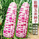 National Approval Super Sweet Colorful Waxy Corn Seeds Flowery Waxy Corn Seeds Colorful Cloud Sweet Waxy Corn Farmers High Yield National Approval Colorful Waxy Corn Seeds 2 Packs About 100 Grains