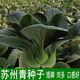 Shanghai green seeds for all seasons, small green vegetables, chicken feathers, fast vegetable varieties, small cabbage, rapeseed, heat, humidity and cold resistant, for field use, original black big-headed Suzhou green seeds, about 1200 capsules, 1 pack