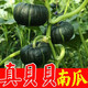 Authentic Chestnut Flavor Real Beibei Pumpkin Seedlings with Soil for Four Seasons Potted Honey Old Pumpkins, Take 3 + 3 Trees (6 Plants in Total) (Grade A) Beibei Pumpkin Seedlings (Strong Seedlings)