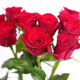 10 red single-headed roses