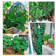Mountain Turtle Plant Golden Potted Red Vine Blood Vine Hydroponic Bonsai Climbing Vine Indoor Desktop Succulent Green Plant Flowers Diameter 4-6cm 1 Red Vine Mountain Turtle + Gift