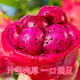 Jindu No. 1 Red Heart Pitaya, Mibao Fresh Honey, Pregnant Women’s Treasure, Red Meat, Seasonal Fruit, Red Dragon Fruit, Large Fruit, 3 pieces, single fruit starting from 200g