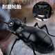 QISEN electric toy remote control ant simulation machine that can walk 2-4 year old boys, babies and girls can crawl children's gifts Classic version - remote control ladybug red model 9922+ snail upgraded version with another 24 electronics