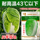 Japanese Xiayang heat-resistant Chinese cabbage seeds, vegetable seeds, Shandong summer high temperature, autumn four-season Bai Lai, Lieyang King Kong cabbage 10 grams (heat-resistant below 43 degrees)
