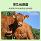 Shangdefuguo calf fast growing calf fast growing feed additive to pull the skeleton and promote growth 500g/bag 1 bag