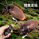 Shantoulin Village Internet célébrité induction électrique Cockroach pour enfants Toys Boys and Little Girls Black Technology Prank Discompression Artefact [Mini Version - Sensor Cockroach] Brown 9902A + Tournevis Norme officielle Standard