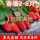 Qili Four Seasons Cream Strawberry Seeds White Cream Strawberry Seeds Spring Indoor Courtyard Balcony Potted Fruit Seeds Cream Red Strawberry 500 capsules/1 pack Best Pick