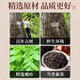 Qixiang Qingqian Willow Té salvaje de grado especial Qingqian Willow Golden Willow Dingling Lan Luobuma Health Tea y [recomendado por amigos helados] Qingqian Liu Ba Can Can