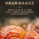 Beijing tongrentang changbai montaña rompiendo pared ganoderma lucidum esporas polvo auténtico camino de la cabeza de la bosque livzhi túnica en polvo debajo del bosque Ganoderma salvaje lucidum polvo de changbai montaña rompiendo pared ganoderma lucidum polvo de polvo auténtico 200 g nourishing nourishing nourishing salud salud