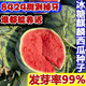8424 Kirin watermelon seeds, seedless, high-yielding rock sugar, lazy watermelon seeds, southern four-season vegetable and fruit seeds, Huayu original color pack, 3 packs, about 150 capsules
