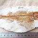2025 new Liaoxi natural wolf fin fish fossils placed in stone animals retro paleontology science popularization specimens DB1047 with bracket