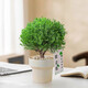Green pine, green plant, mist pine, indoor small potted rime, office desktop, relax, plant ornaments for all seasons, mist pine + tiramisu pot + relax card, free tray + paving stone
