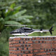 Ferngesteuerte fliegende Wolf-Hubschrauber-Simulationsmaschine Flying Wolf aussieht wie ein echtes Modellflugzeug Sechs-Wege H1 Flugsteuer
