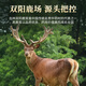 敖东 鹿茸片全蜡片 吉林长白山鹿茸顶部全腊小片6克 泡水泡酒药材料
