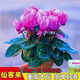 Large flower Cyclamen seeds Cyclamen potted seeds New Year's Eve plants flowers balcony can be potted to bloom in all seasons Cyclamen seeds national red BVD263 new seeds 1 pack of about 105 seeds Song Song