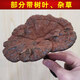遇芝缘紫灵芝正品云南深山半野生紫芝带孢子粉不苦野芝可煲汤泡酒煮茶 整个500克（4-5个）