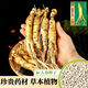 Changbai Mountain ginseng seeds are planted all year round in potted Northeastern American ginseng seeds, herbal medicinal seeds, 50 new seeds + fertilizer (100% germination rate)