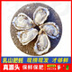 Fresh Rushan Oysters Fresh Authentic Rushan Oysters Sea Oysters 5 Jin Jin equals 0.5 kg box/10 Jin Jin equals 0.5 kg box 3XL medium oysters (20-30 pieces per box) with box 10 Jin Jin equals 0.5 kg