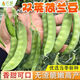 Sweet and crispy snow pea seeds, peas with double flowers and double clamps, cold-resistant farmers' own autumn and winter beans seeds that can survive the winter, snow pea seeds, double flowers and double pods, potted plants, 1 selected