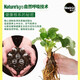 Meileke general nutritional soil flower planting soil gardening planting soil flower soil fertilizer potted green plant soil 61.8L