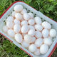 Authentic farm-raised fresh free-range pigeon eggs, now picked up and found, supplementary food for pregnant women and babies, farm-raised grain-fed pigeon eggs, 20 pieces